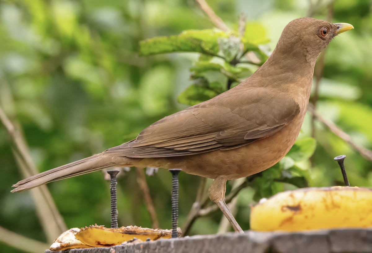 Clay-colored Thrush - ML630273377