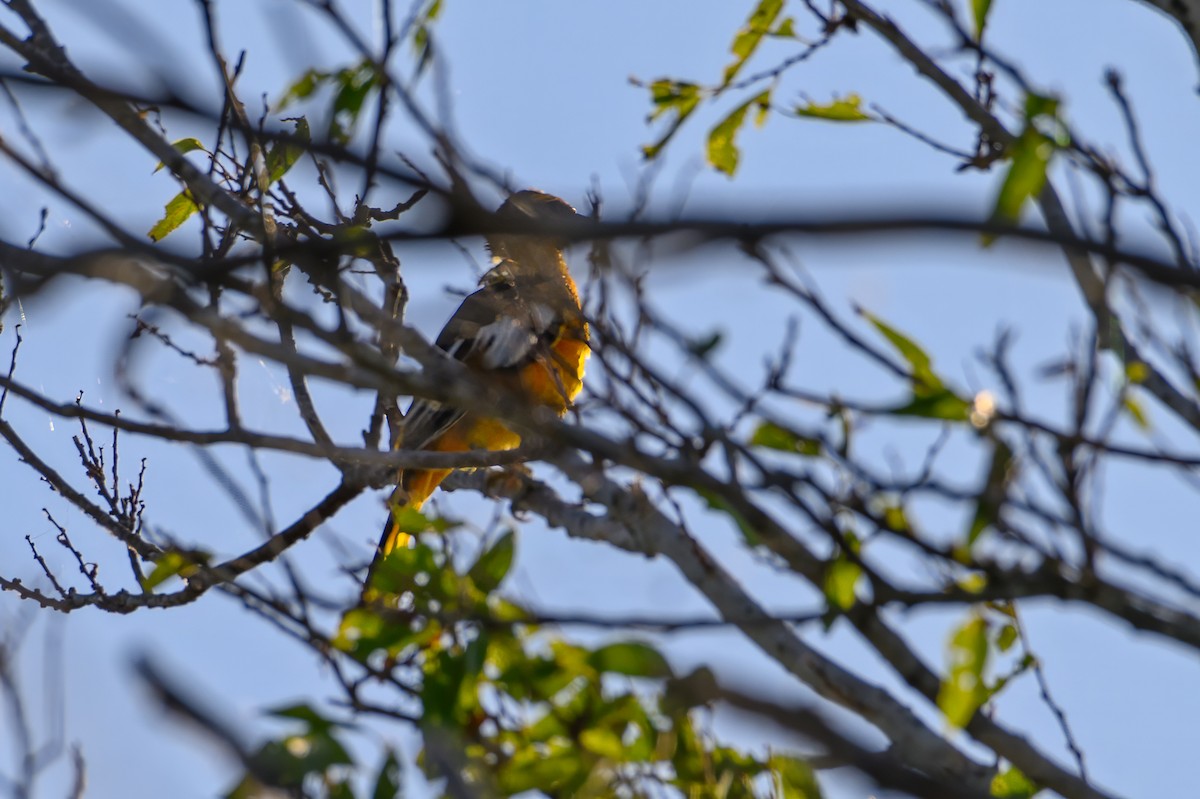 Bullock's Oriole - ML630273399