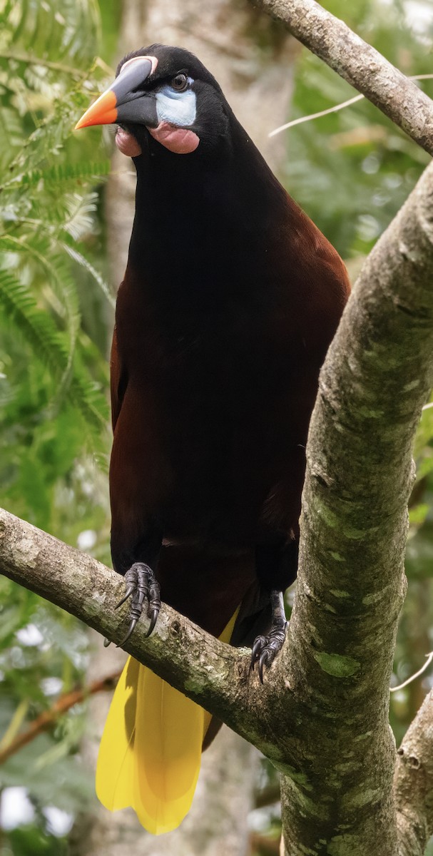 Montezuma Oropendola - ML630273466