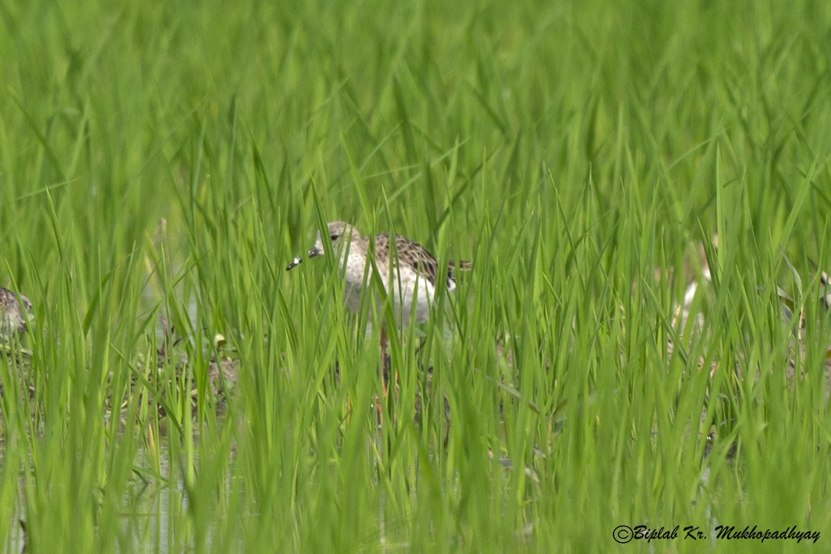 濱鷸屬 - ML630273480
