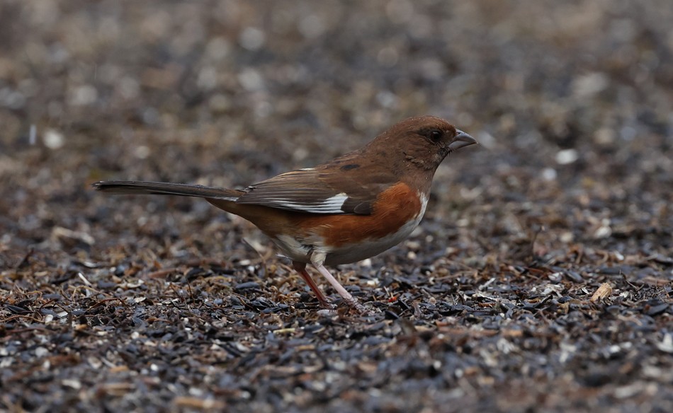 Eastern Towhee - ML630273492