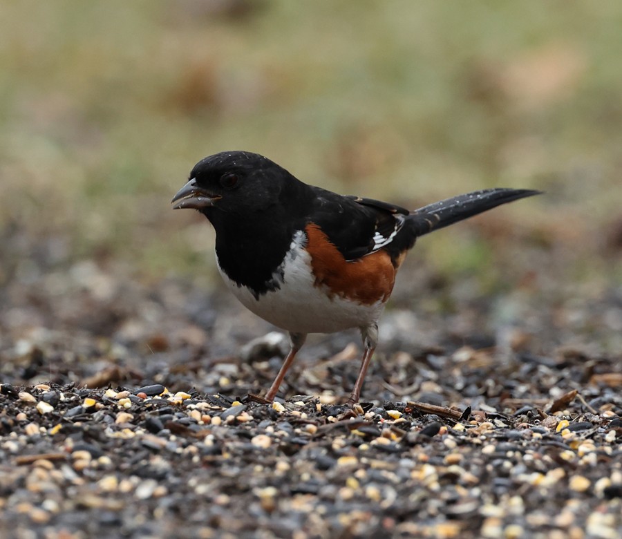 Eastern Towhee - ML630273493