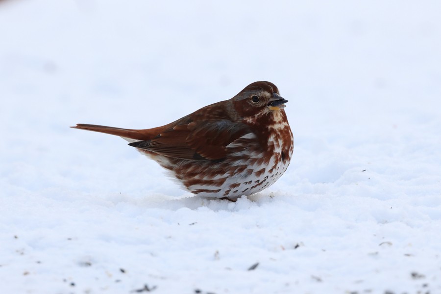 Fox Sparrow - ML630273540