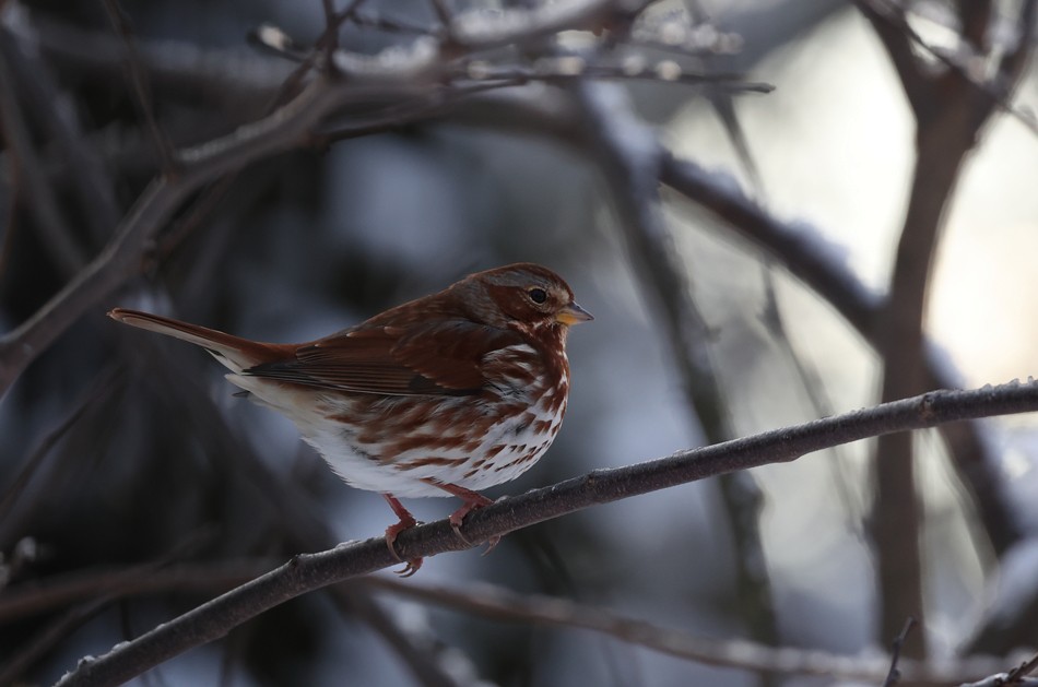 Fox Sparrow - ML630273541