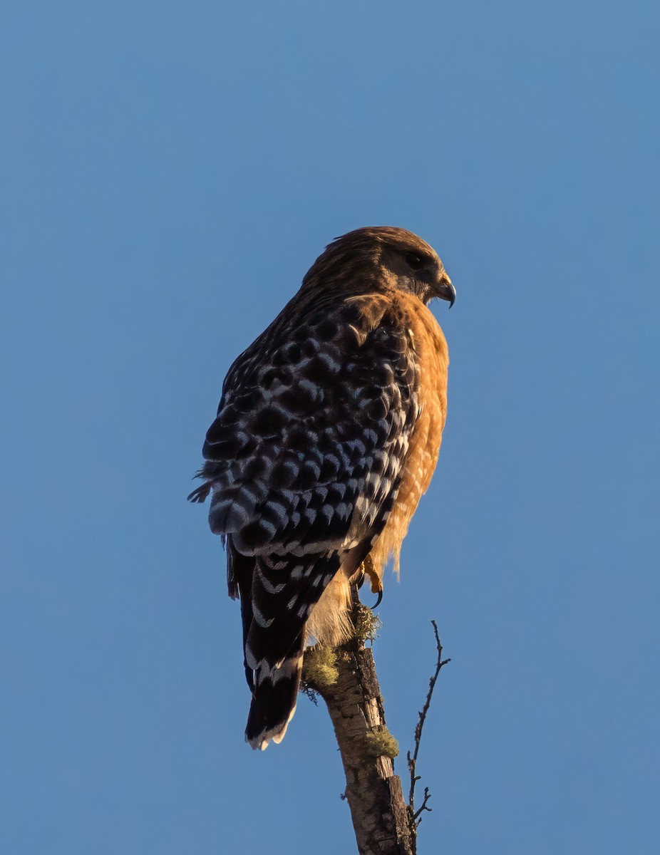 Red-shouldered Hawk - ML630273588