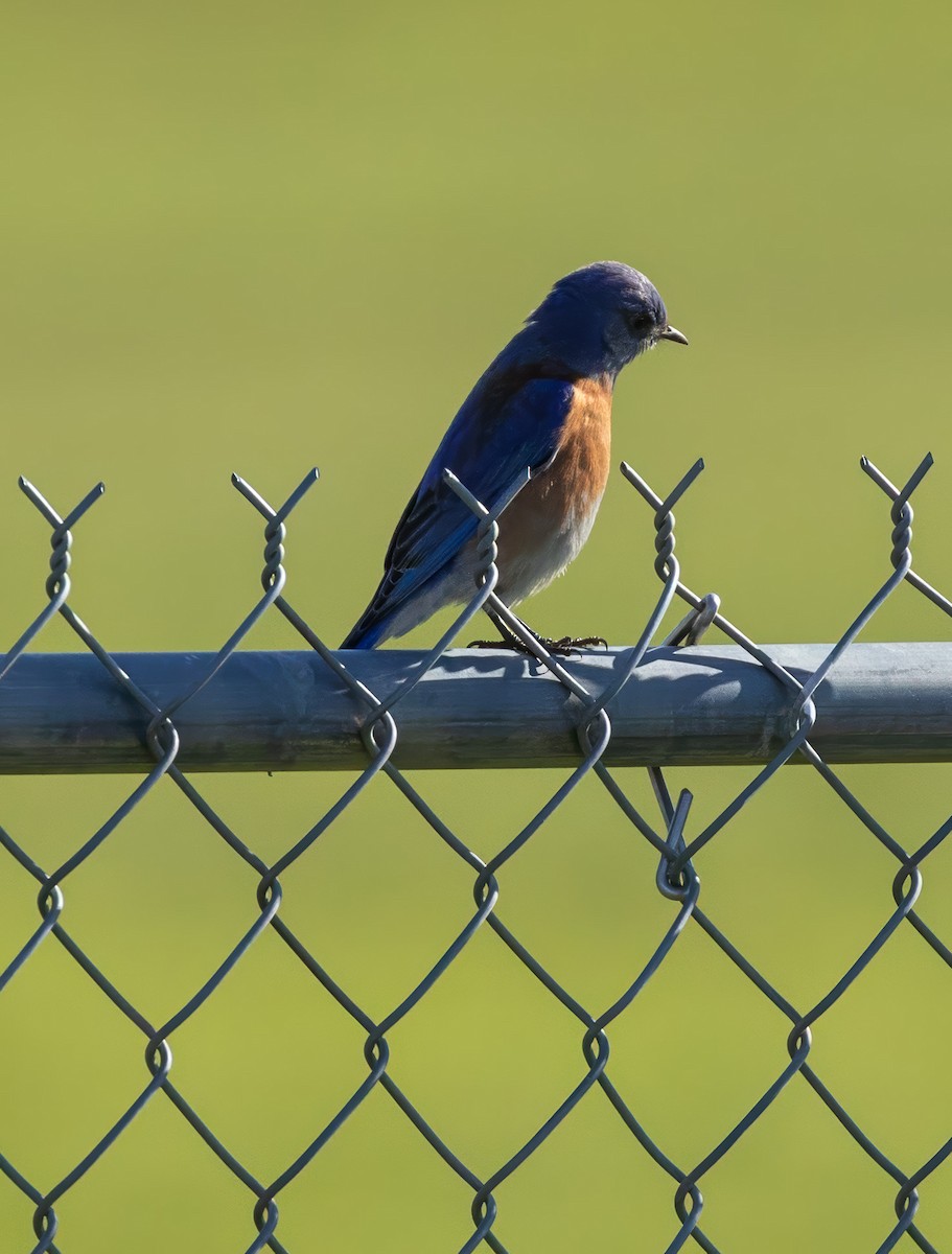 Western Bluebird - ML630273625