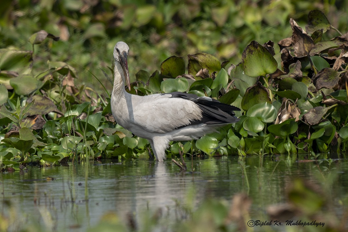 Asian Openbill - ML630273656