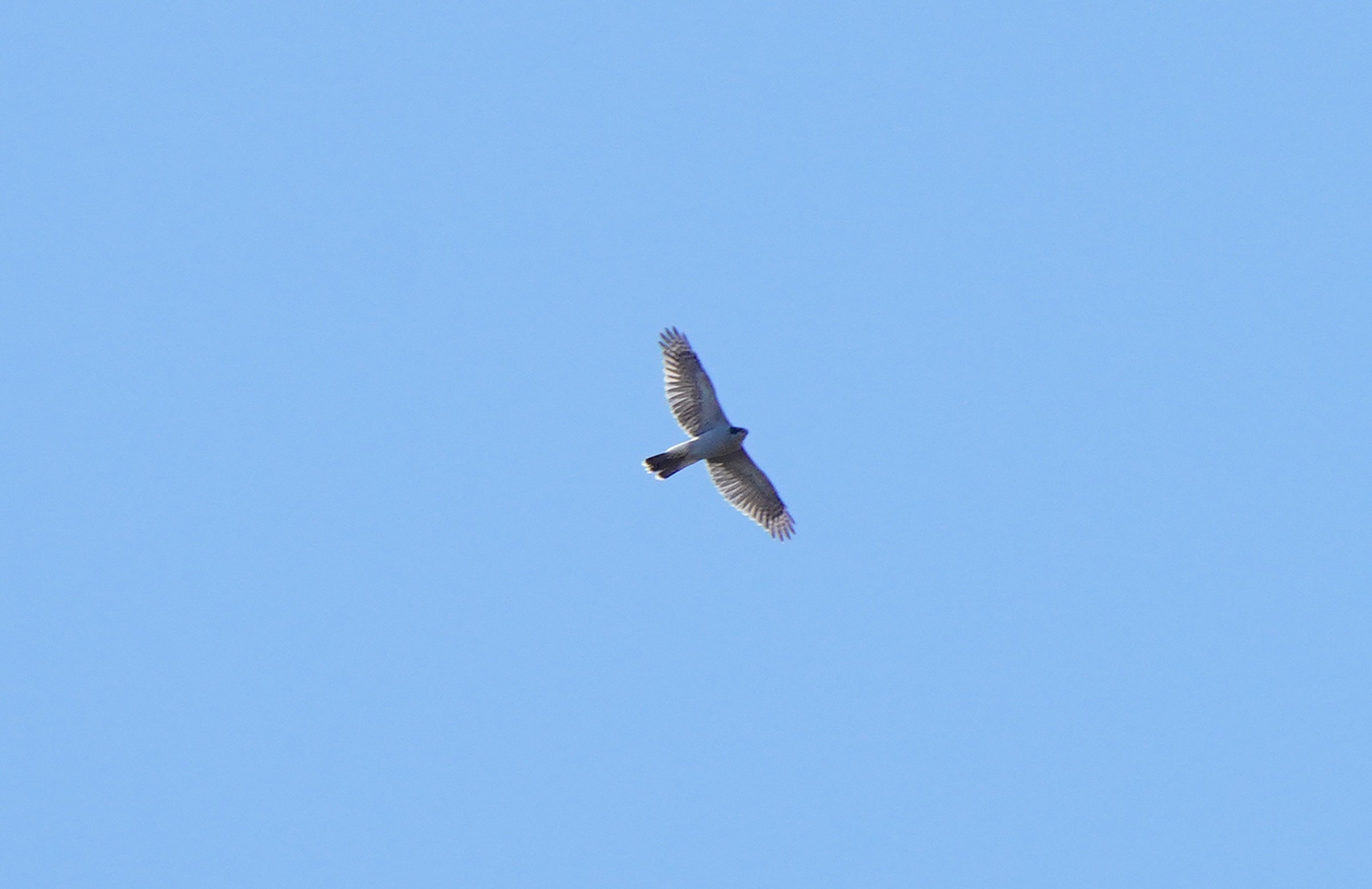 Boreal Owl Tour