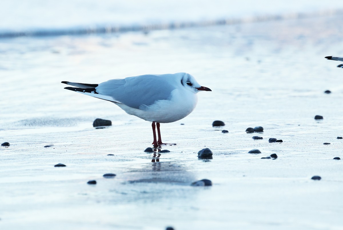 Black-headed Gull - ML630273719