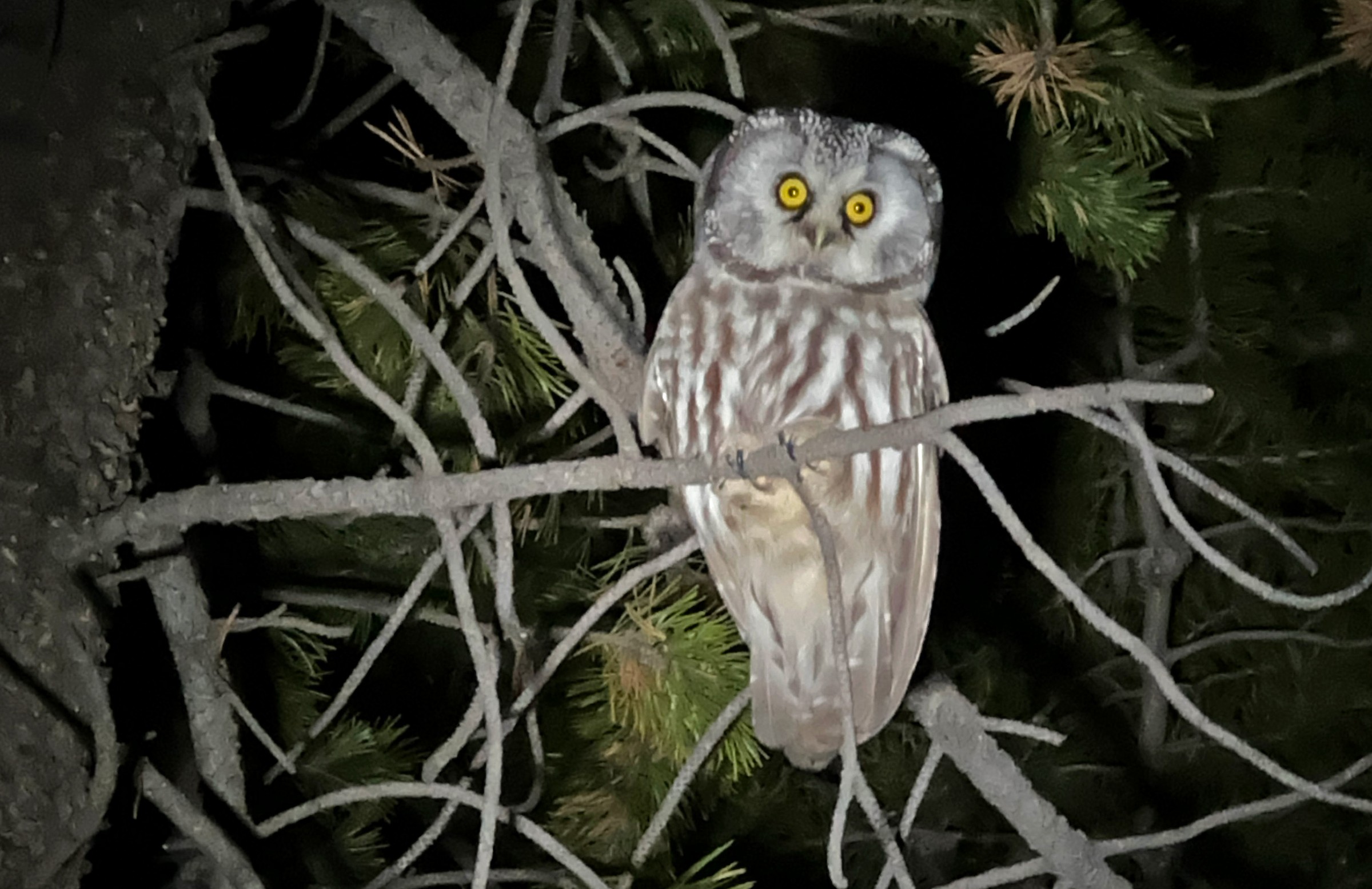 Boreal Owl Tour