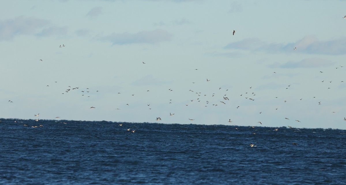 Red-breasted Merganser - ML630273920