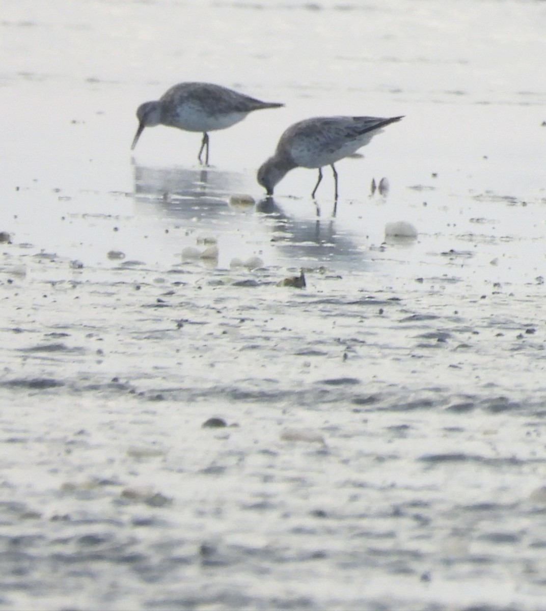 Great Knot - ML630273998