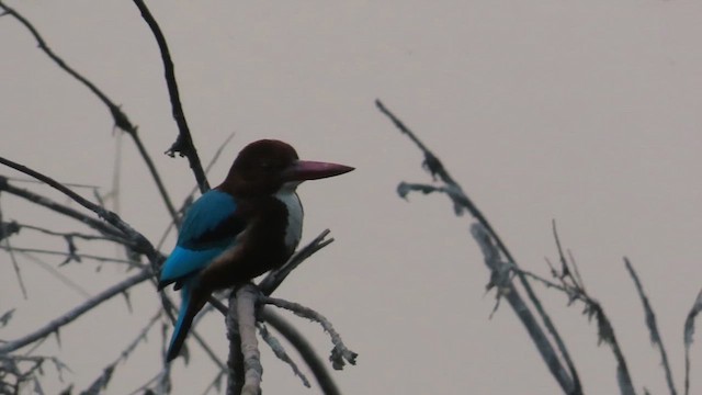 White-throated Kingfisher - ML630274021