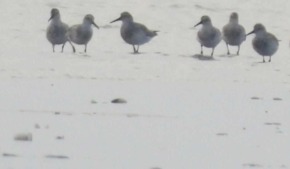 Great Knot - ML630274070