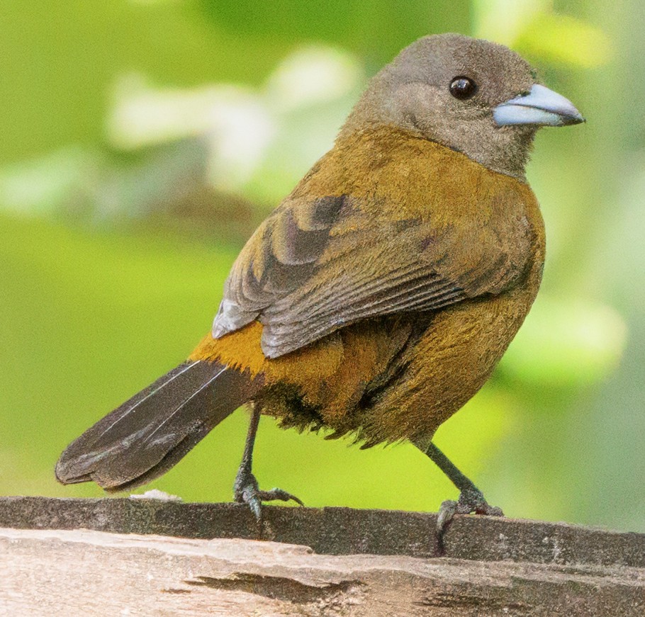 Scarlet-rumped Tanager (Passerini's) - ML630274081