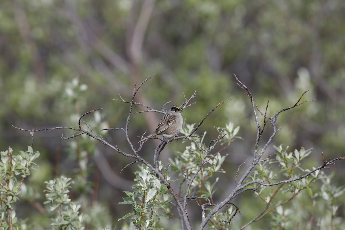 Chingolo Coronidorado - ML63027411