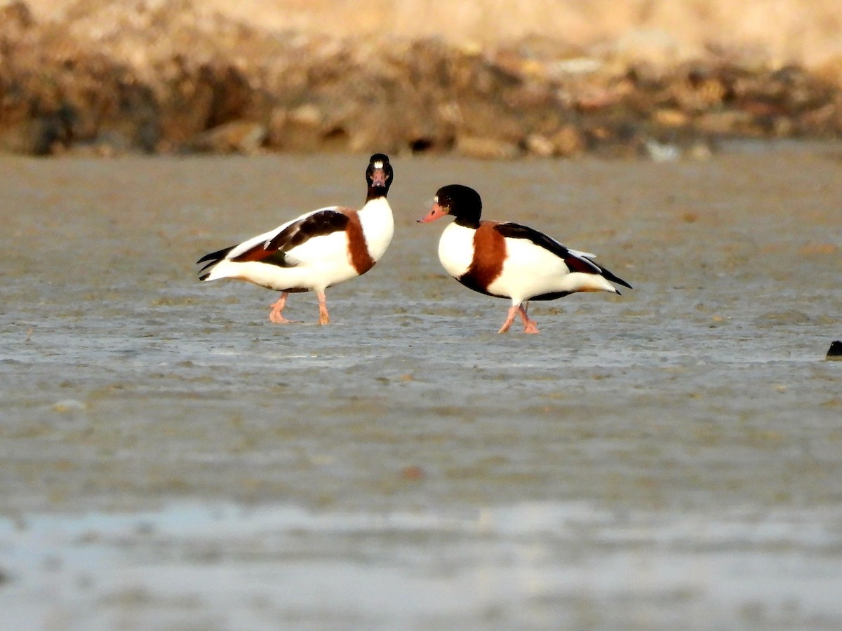 Common Shelduck - ML630274213
