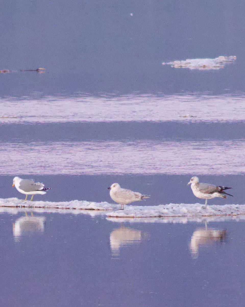 Iceland Gull (Thayer's) - ML630274228