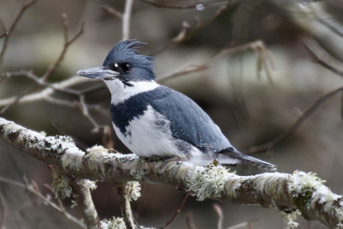 Belted Kingfisher - ML630274427