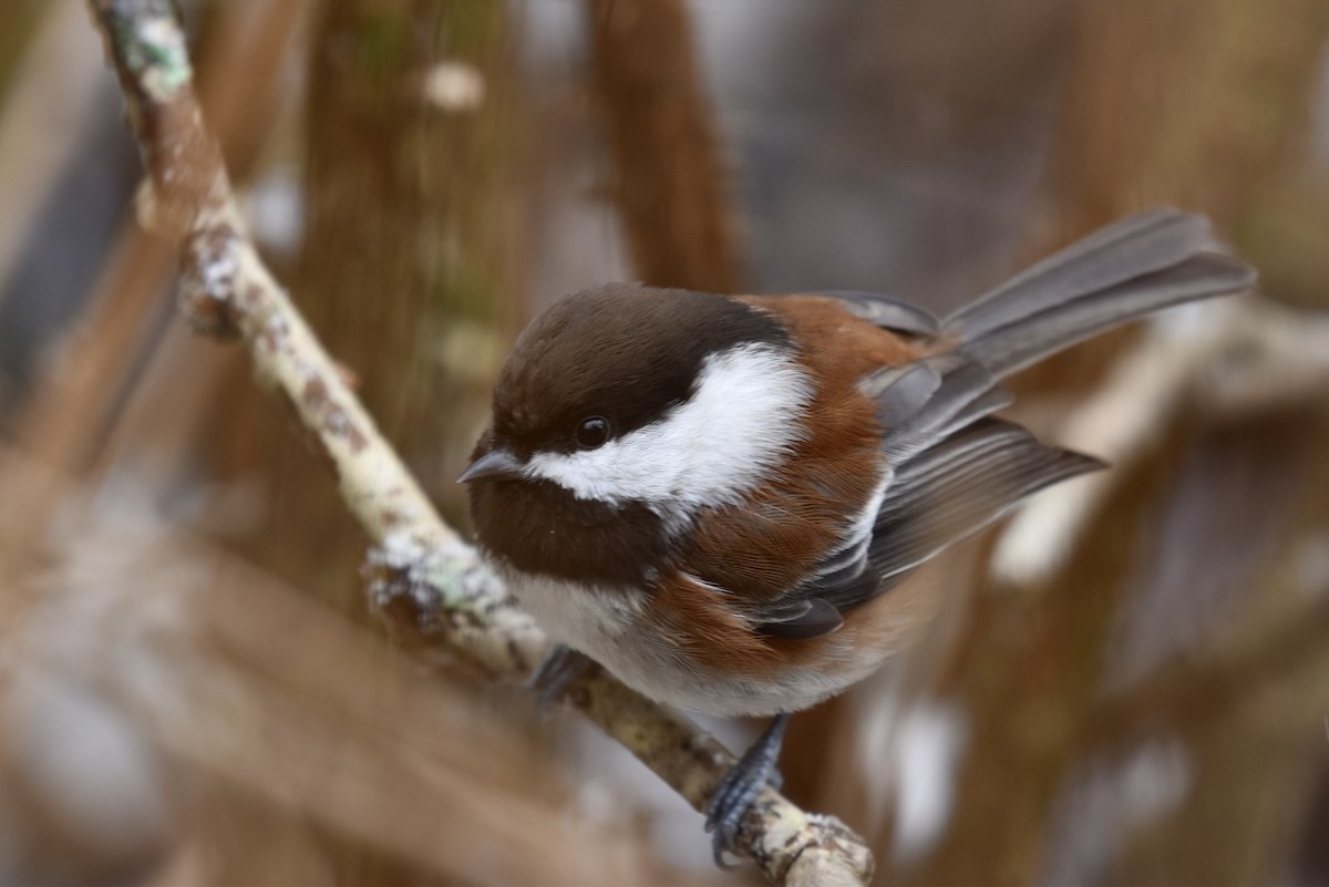 Chestnut-backed Chickadee - ML630274437