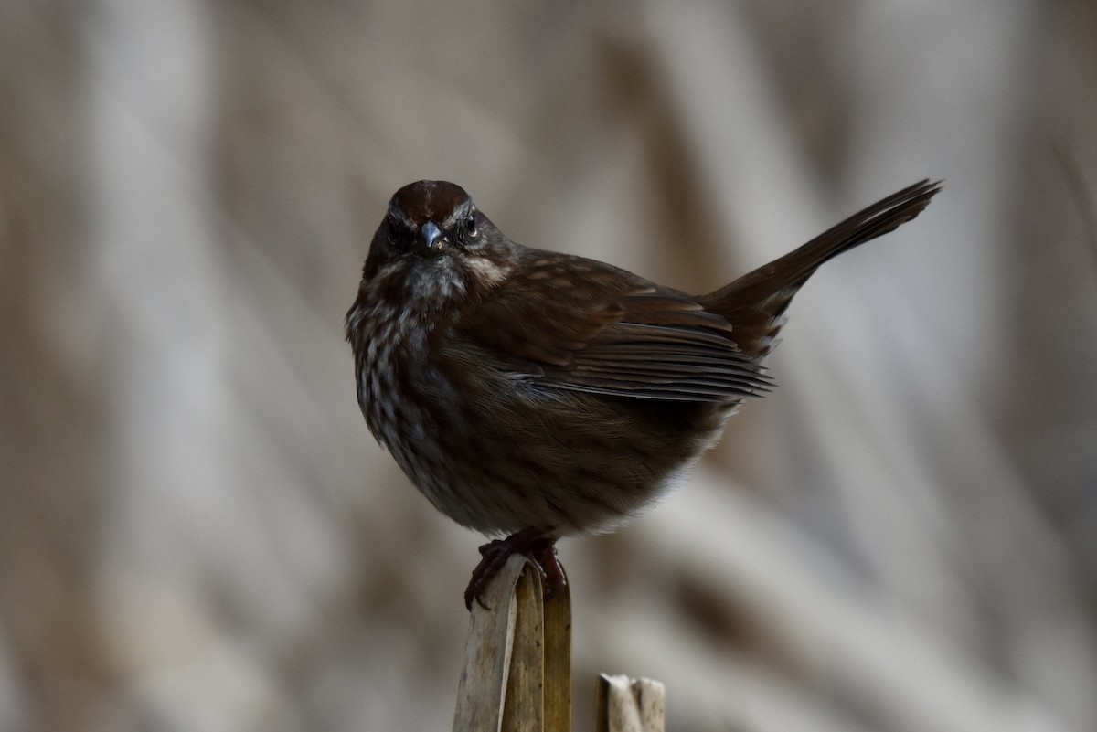 Song Sparrow - ML630274449