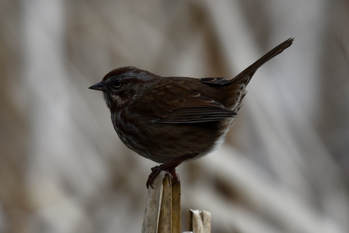 Song Sparrow - ML630274450