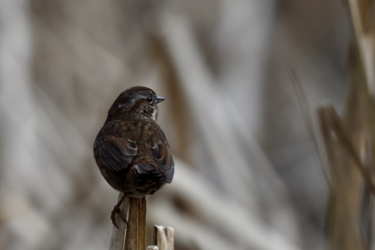 Song Sparrow - ML630274451
