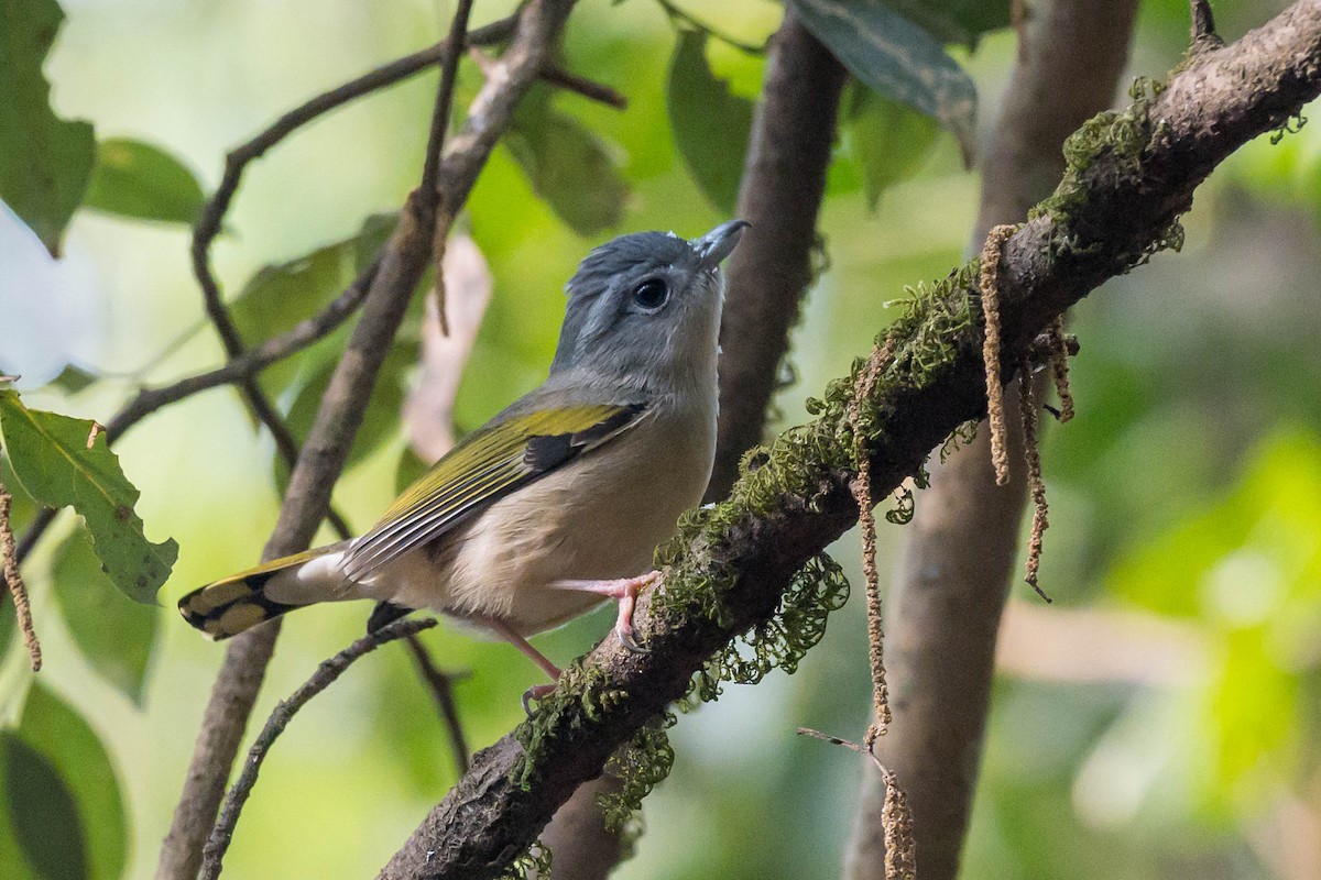 White-browed Shrike-Babbler (Gray-breasted) - ML630274459
