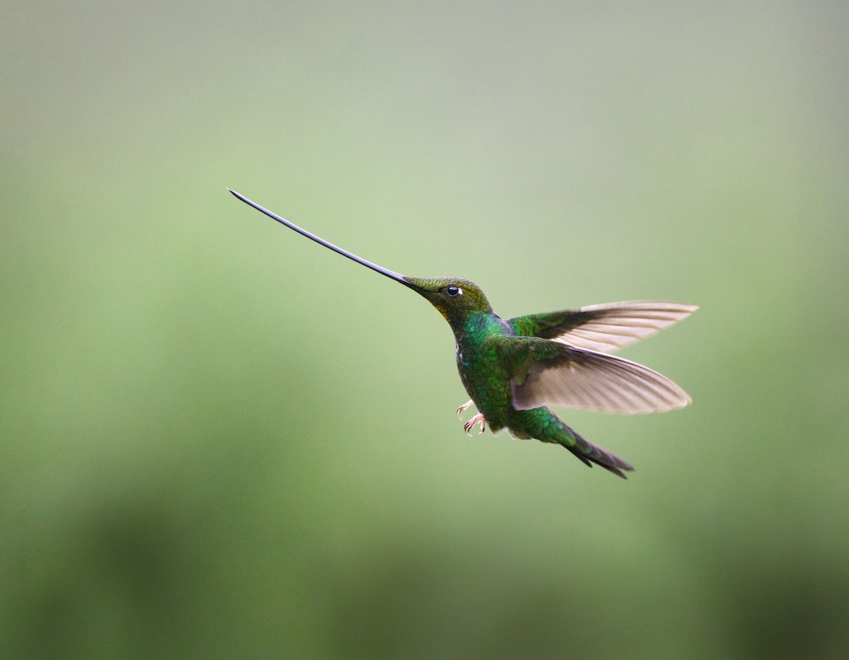 Sword-billed Hummingbird - ML630274619