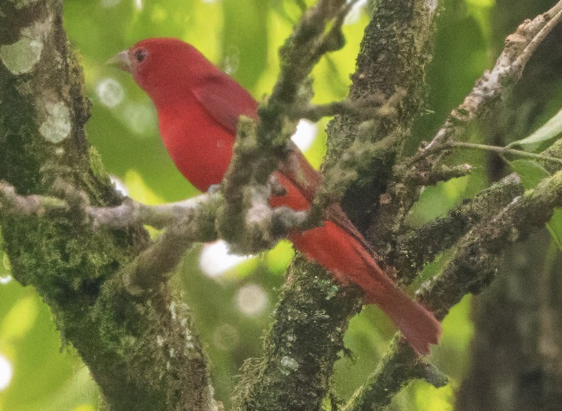 Summer Tanager - ML630274650