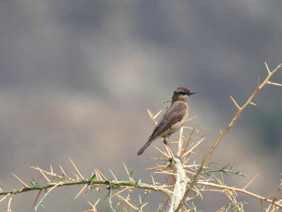 Heuglin's Wheatear - ML630274856