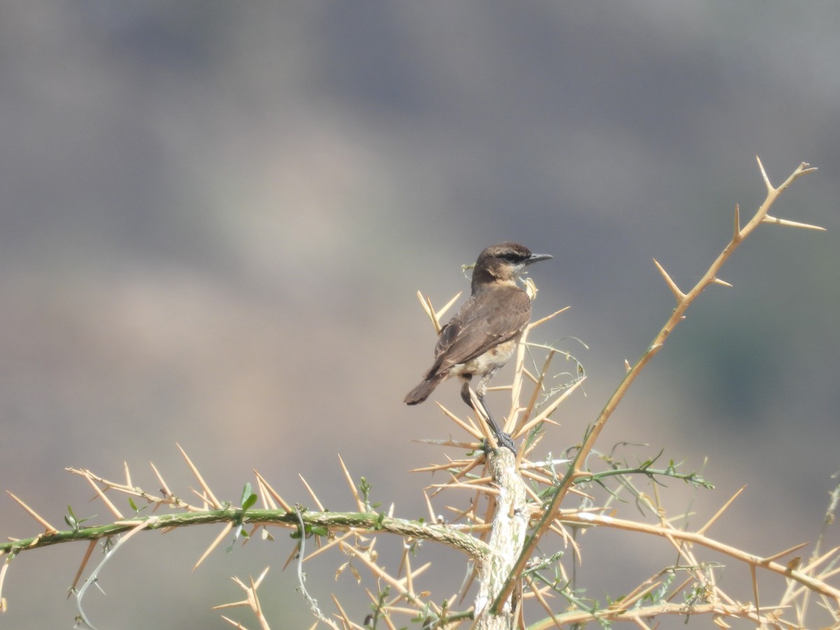 Heuglin's Wheatear - ML630274857