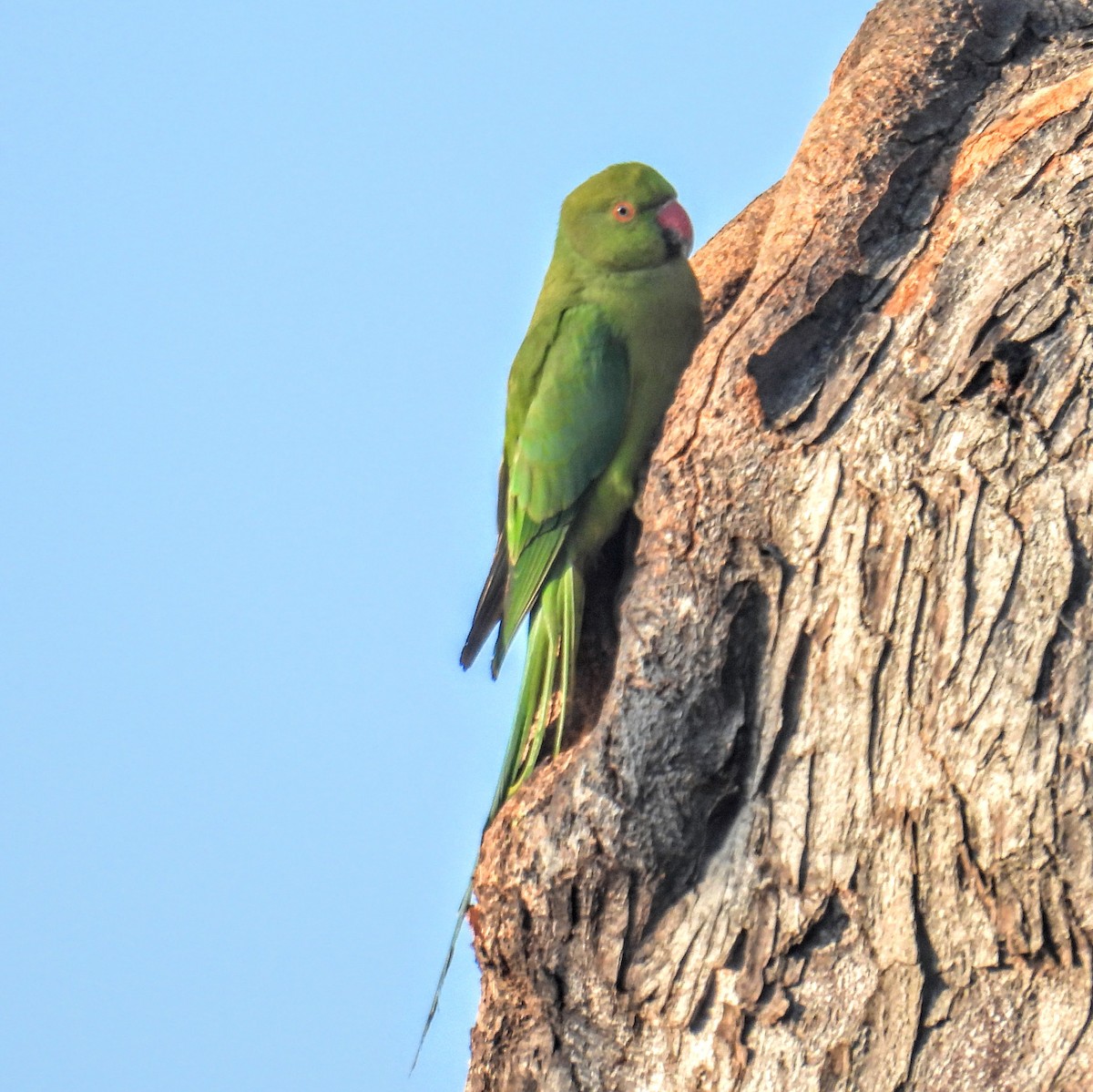 Rose-ringed Parakeet - ML630274928