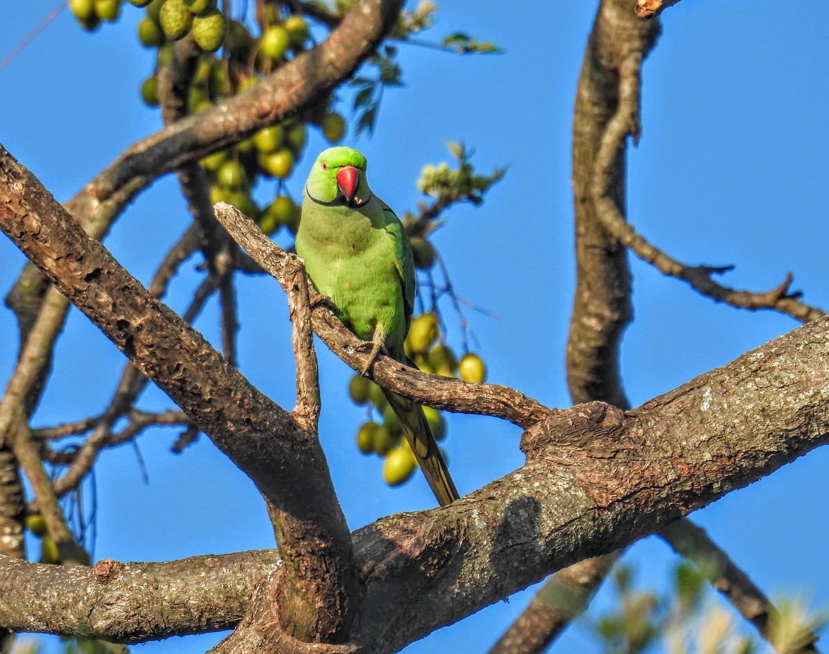 Rose-ringed Parakeet - ML630274929