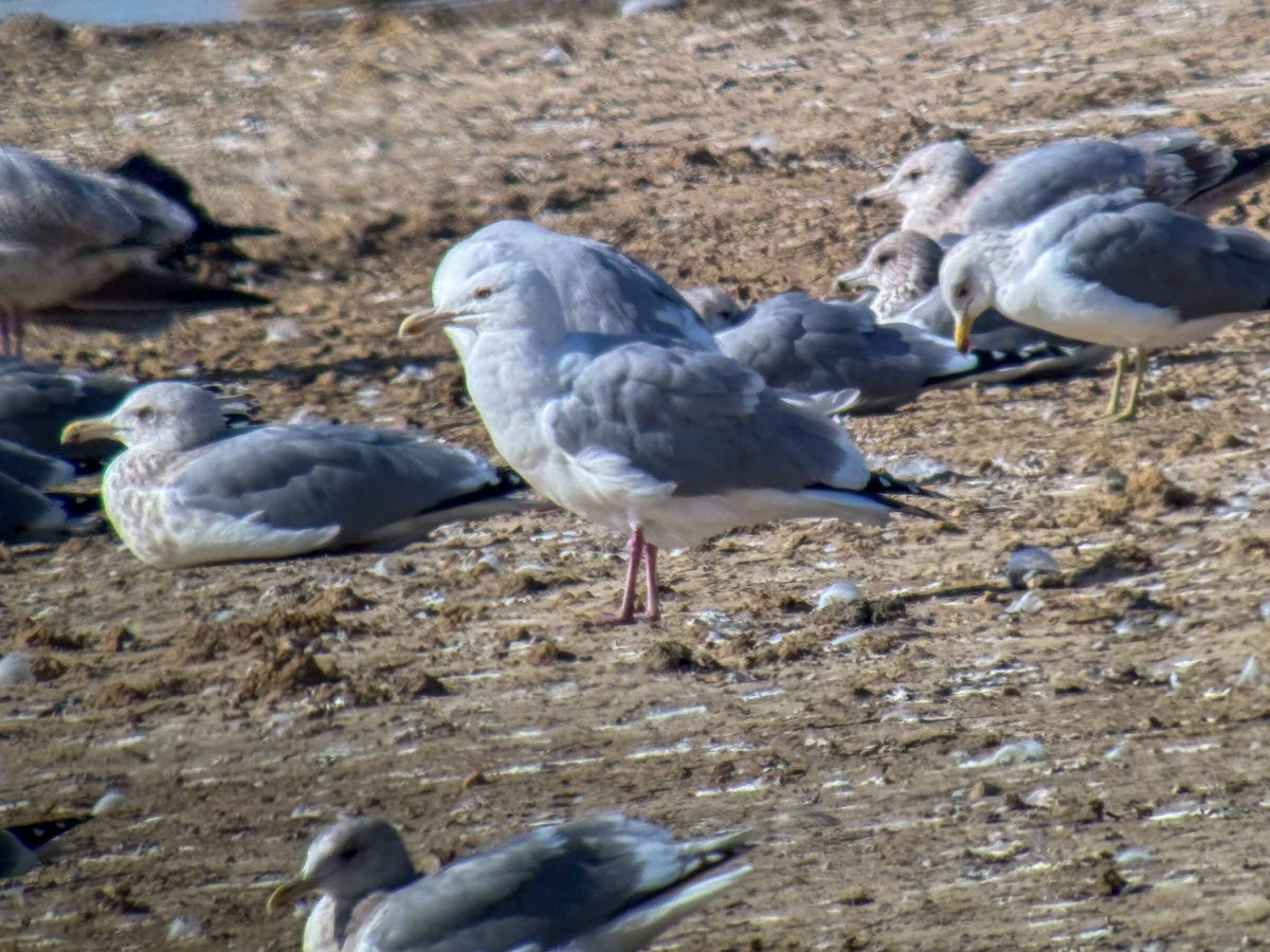 American Herring Gull - ML630274941