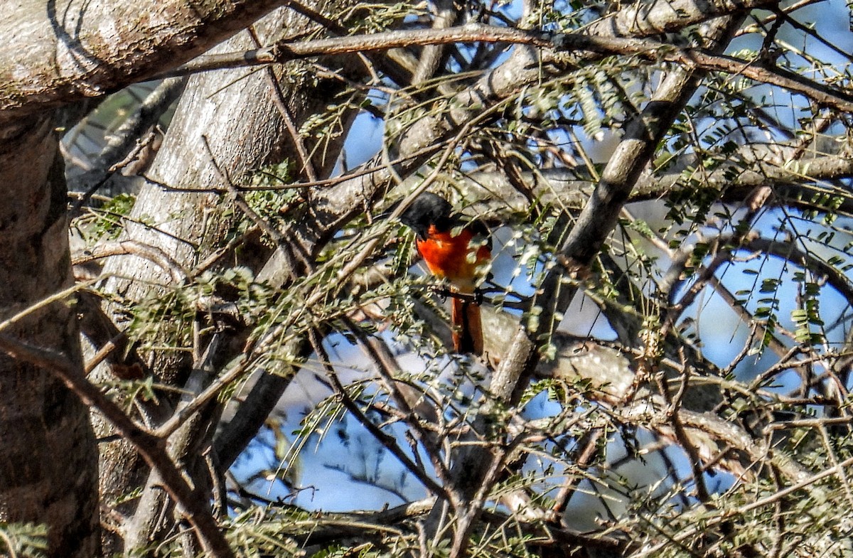 Small Minivet - ML630275064