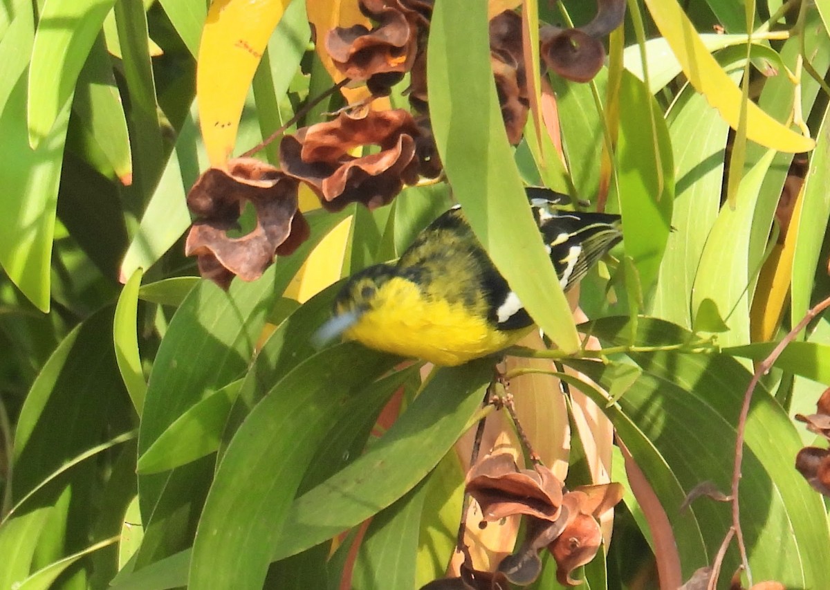 Common Iora - ML630275084