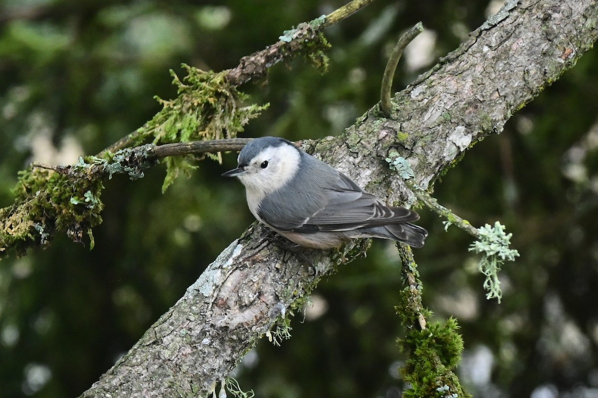 White-breasted Nuthatch - ML630275094