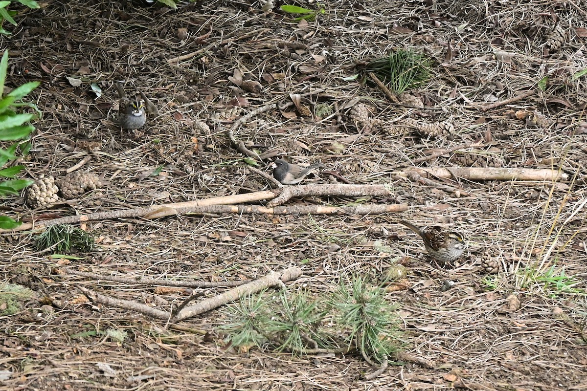 White-throated Sparrow - ML630275104