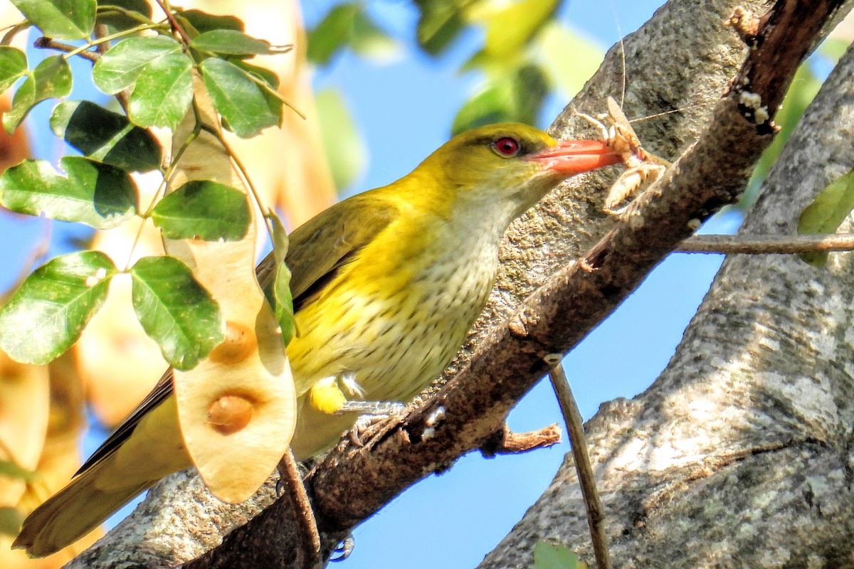 Indian Golden Oriole - ML630275132