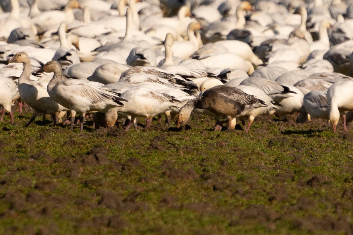 Snow Goose - ML630275169