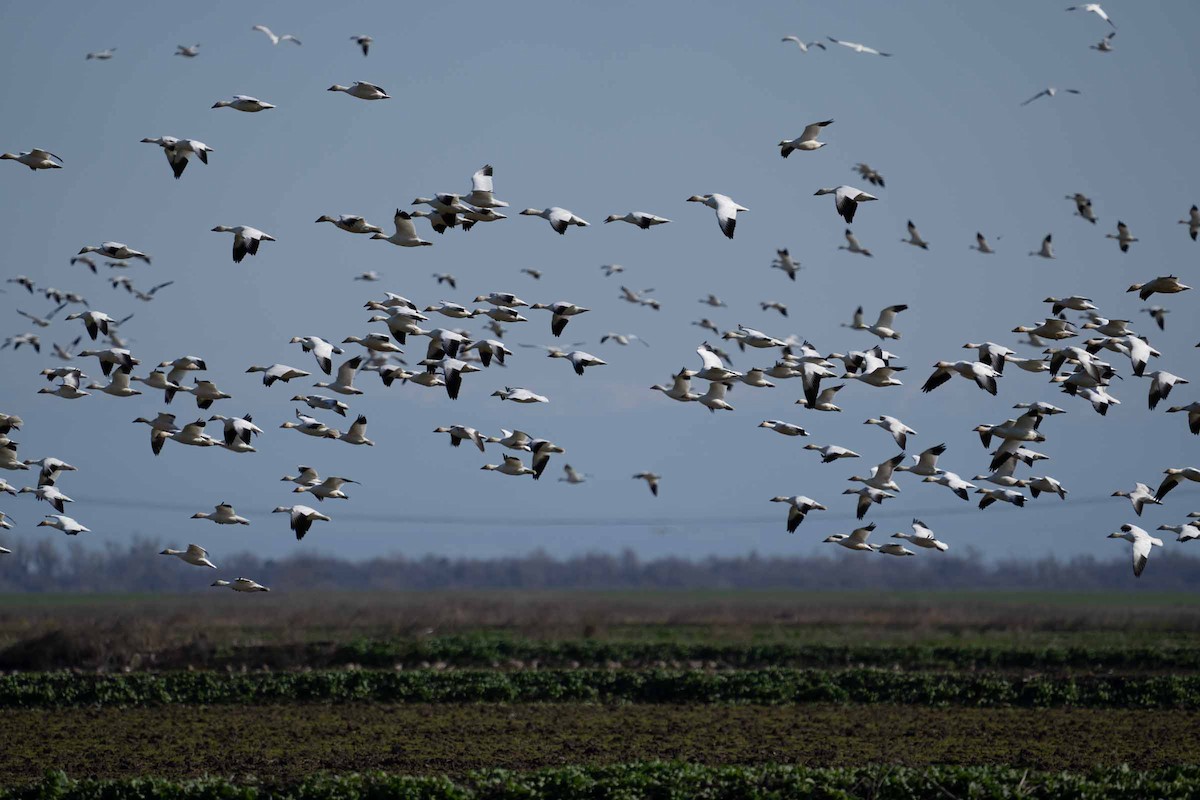 Snow Goose - ML630275170