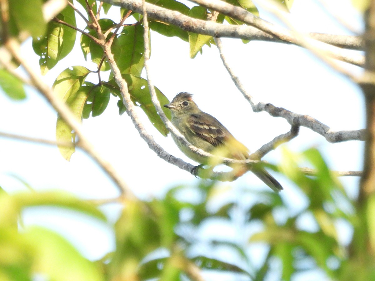 Rufous-crowned Elaenia - ML630275187