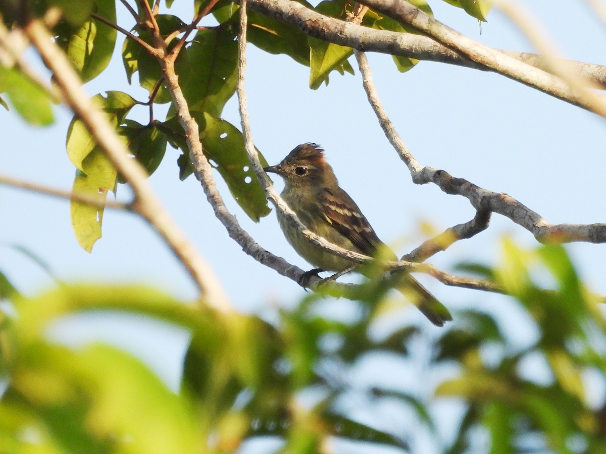Rufous-crowned Elaenia - ML630275226
