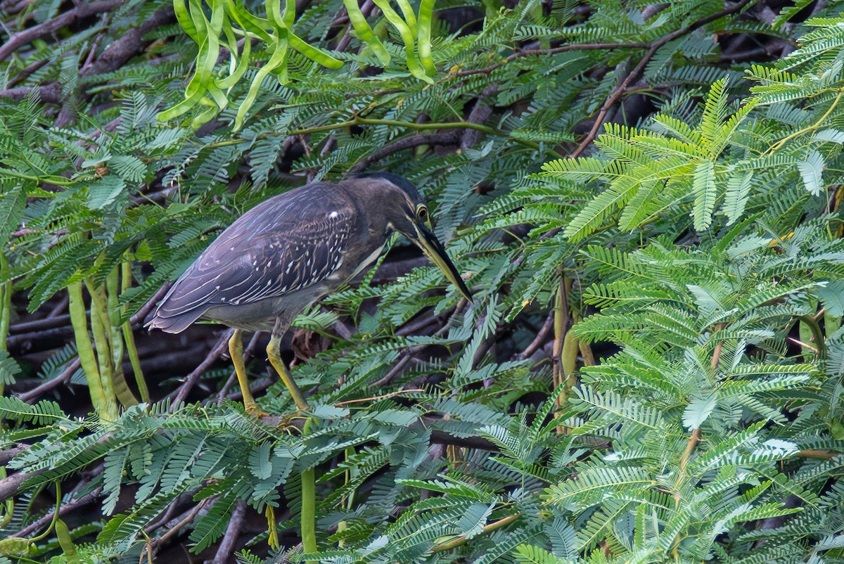 Striated Heron (Old World) - ML630275234