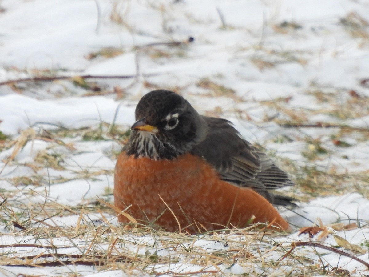 American Robin - ML630275334