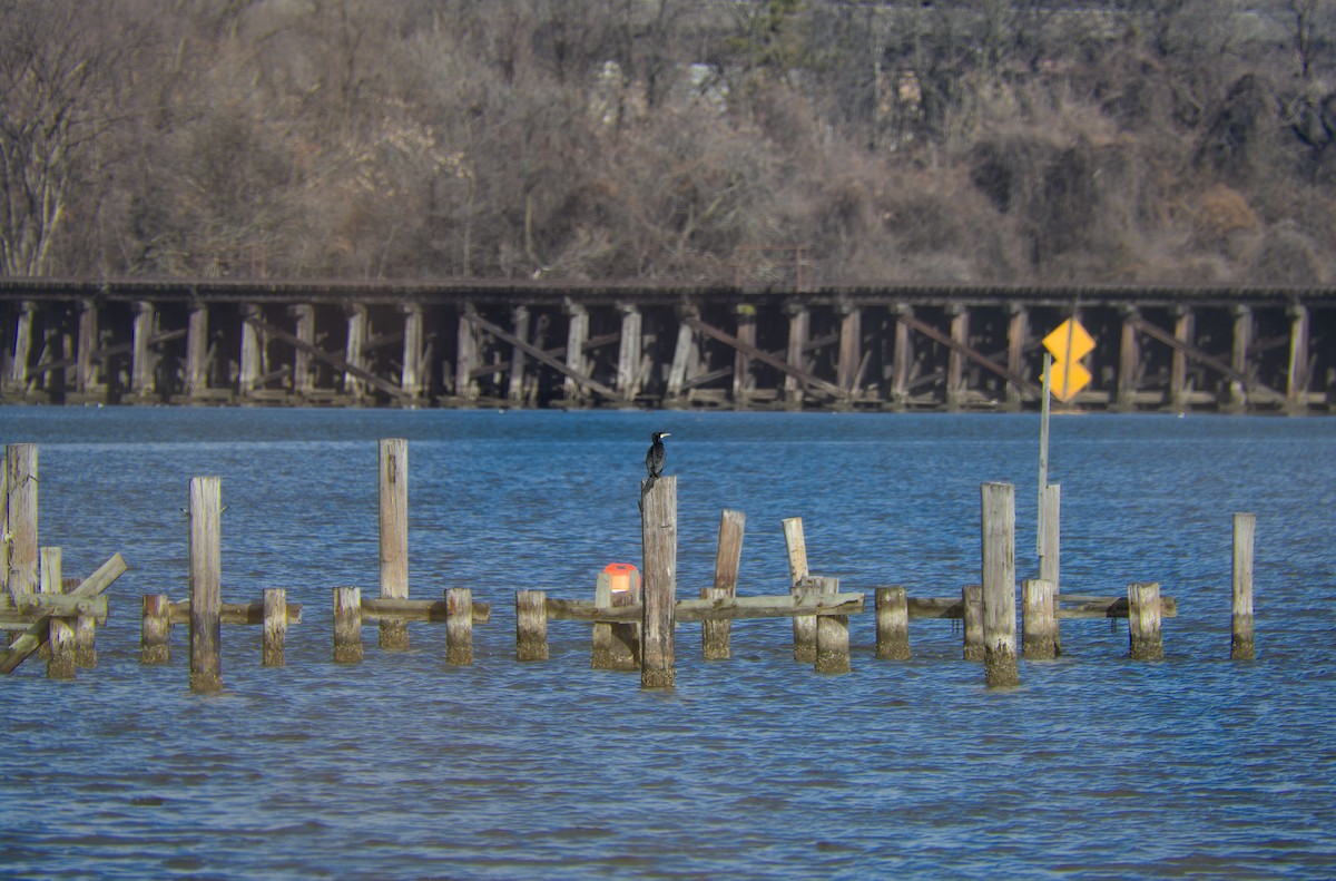 Great Cormorant - ML630275444