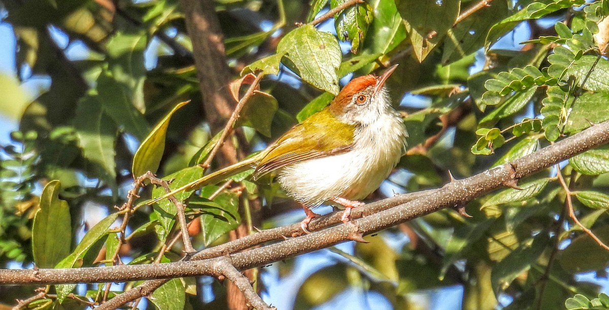 Common Tailorbird - ML630275501