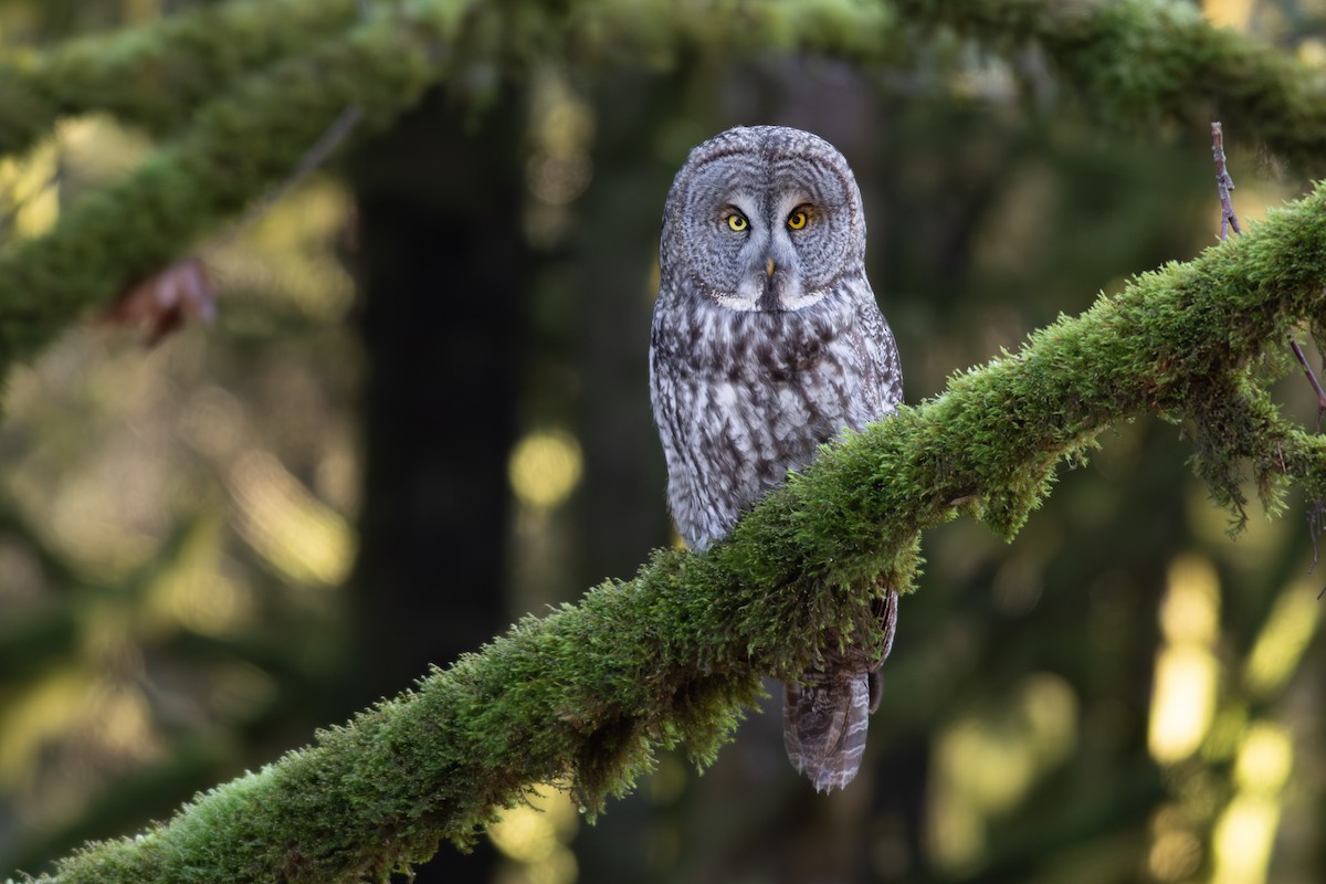 Great Gray Owl - ML630275688