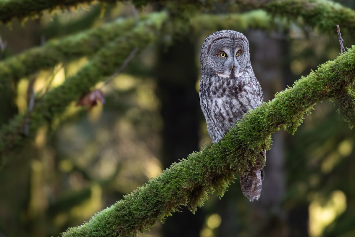 Great Gray Owl - ML630275689